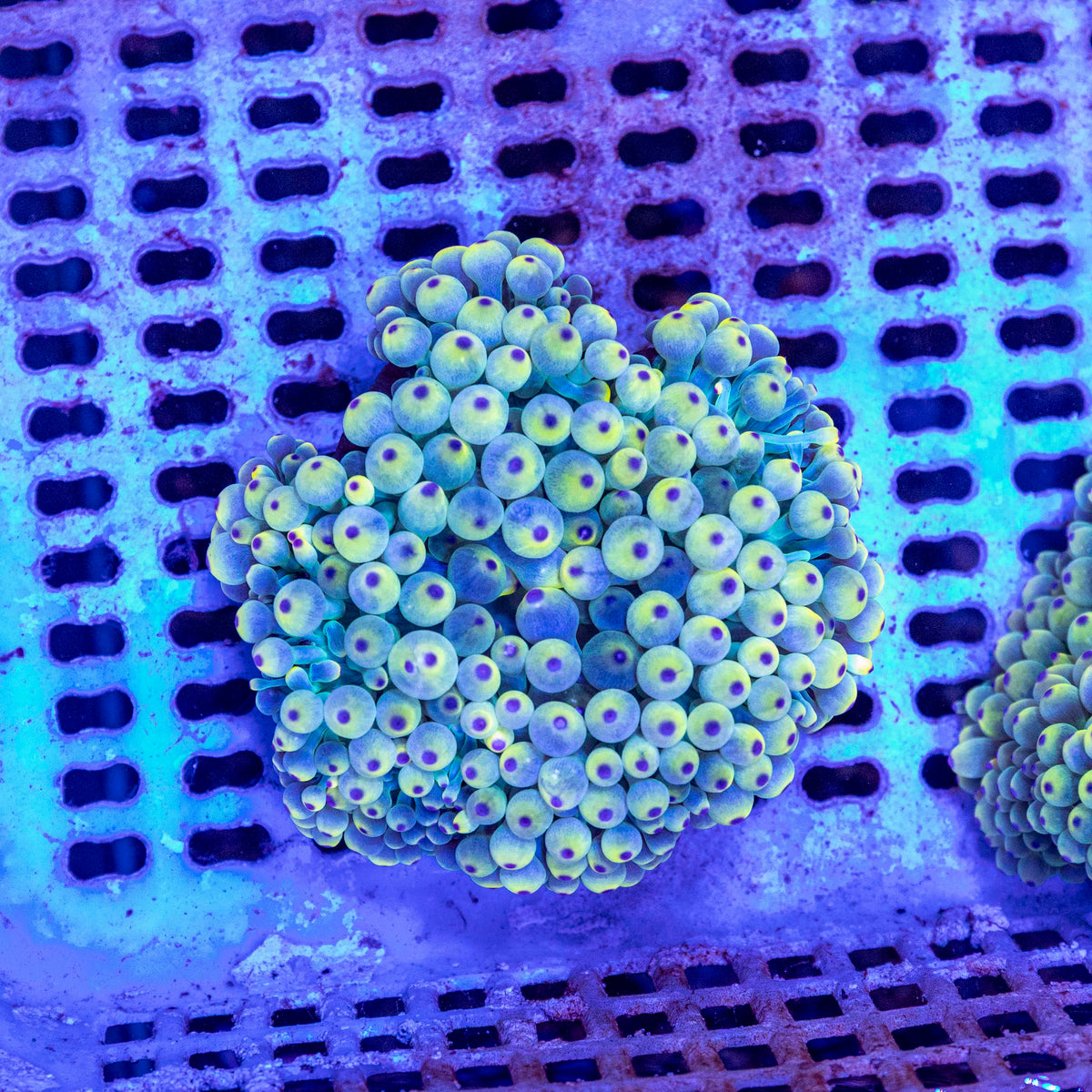 WYSIWYG Anemone