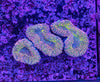 Lobophyllia