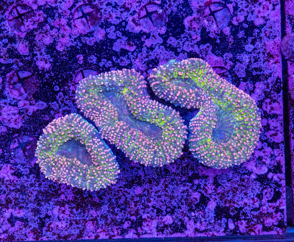 Lobophyllia