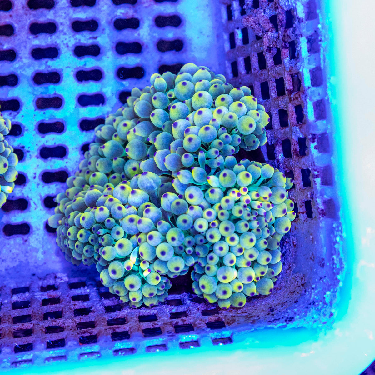 WYSIWYG Anemone