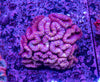 Lobophyllia