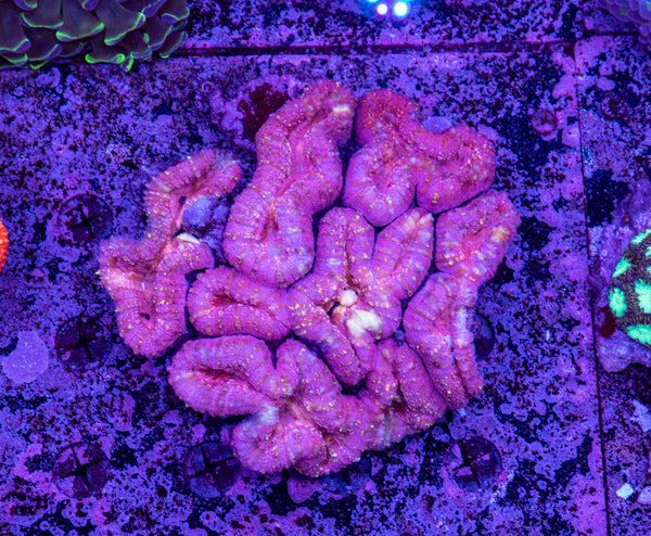 Lobophyllia