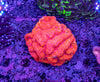Lobophyllia