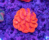 Lobophyllia