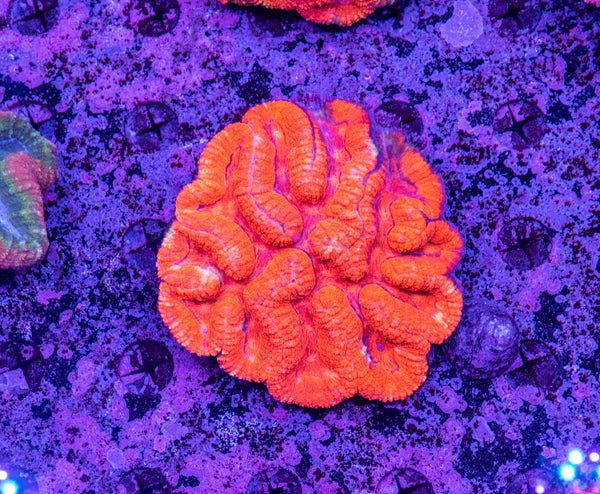 Lobophyllia