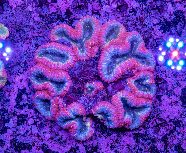 Lobophyllia