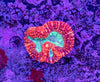 Lobophyllia