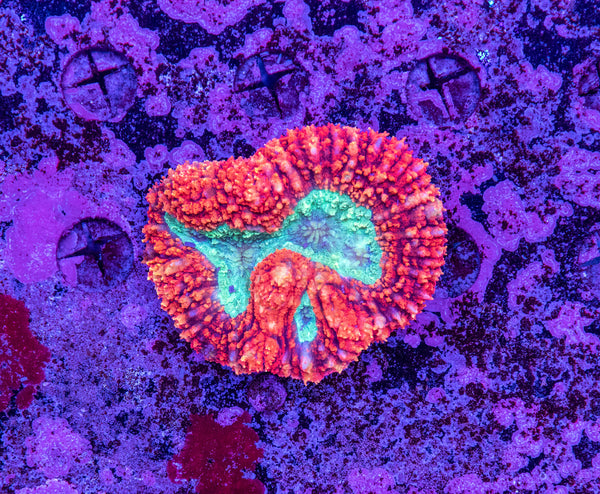 Lobophyllia