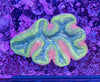 Lobophyllia