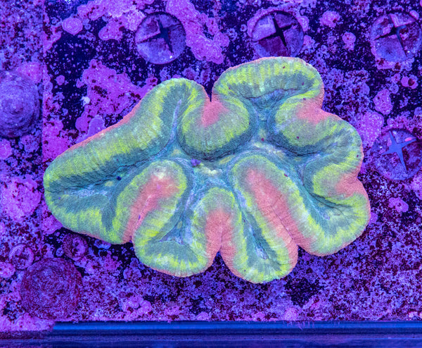 Lobophyllia