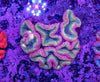 Lobophyllia