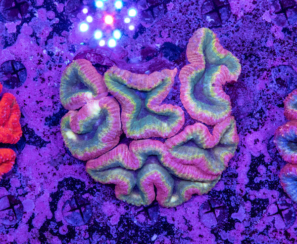 Lobophyllia