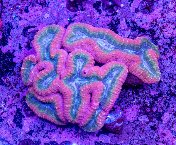 Lobophyllia