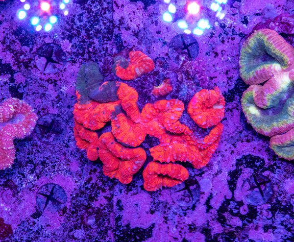 Lobophyllia