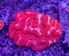 Lobophyllia