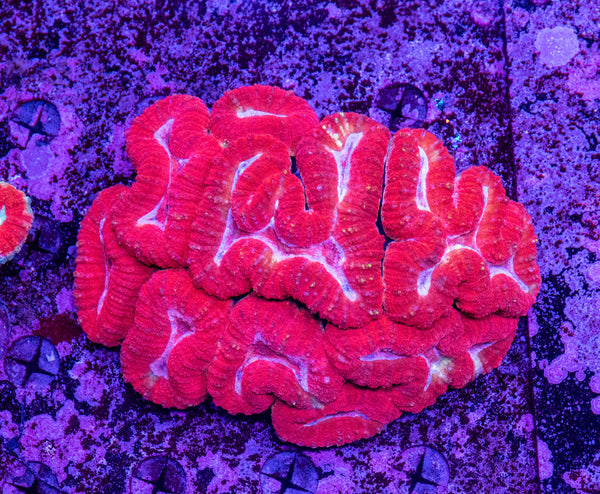 Lobophyllia