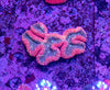 Lobophyllia