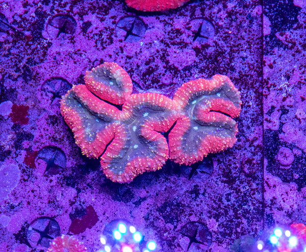 Lobophyllia