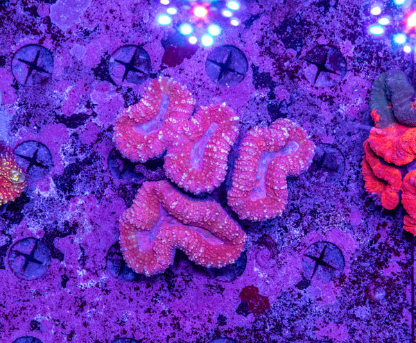 Lobophyllia