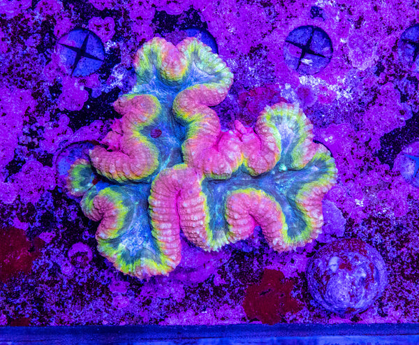 Lobophyllia