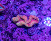 Lobophyllia