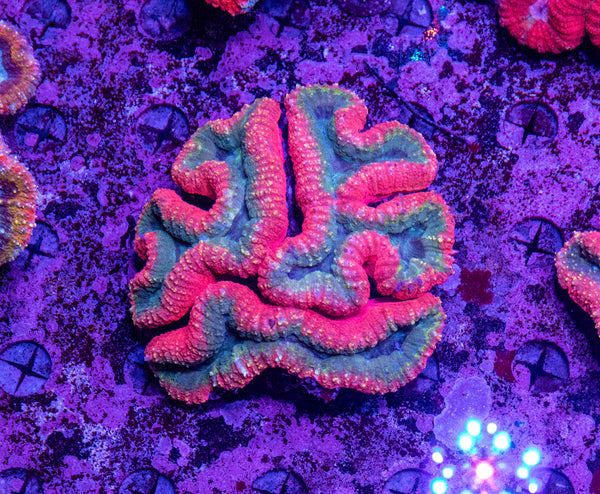 Lobophyllia