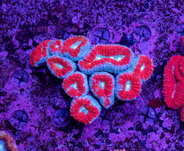 Lobophyllia