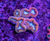 Lobophyllia
