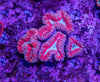 Lobophyllia