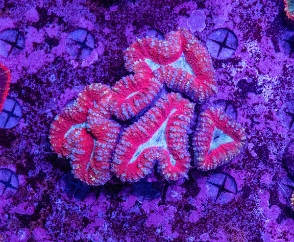 Lobophyllia