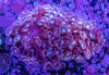 Purple Alveopora