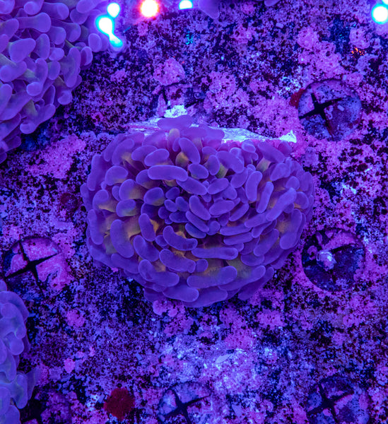 Ultra Hammer (Gold Stem)