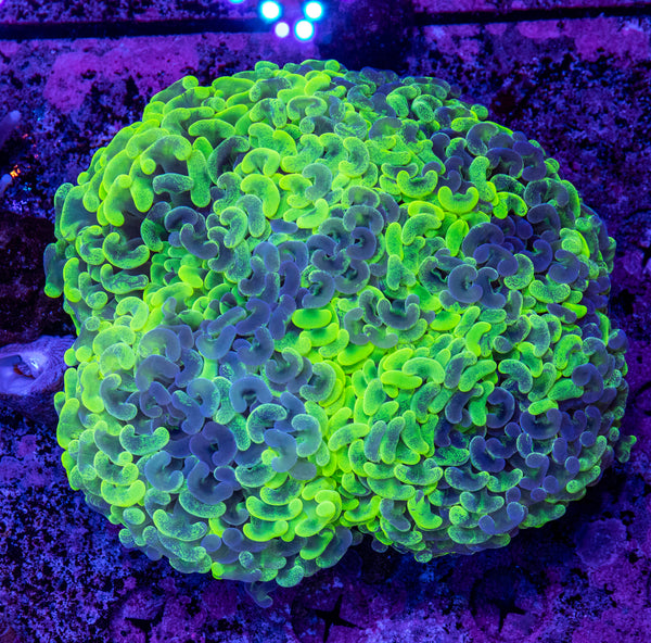 Lrg Ultra Blotchy Hammer