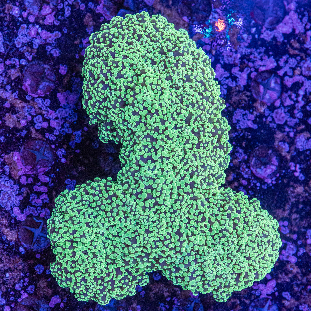 WYSIWYG Frogspawn LPS Coral