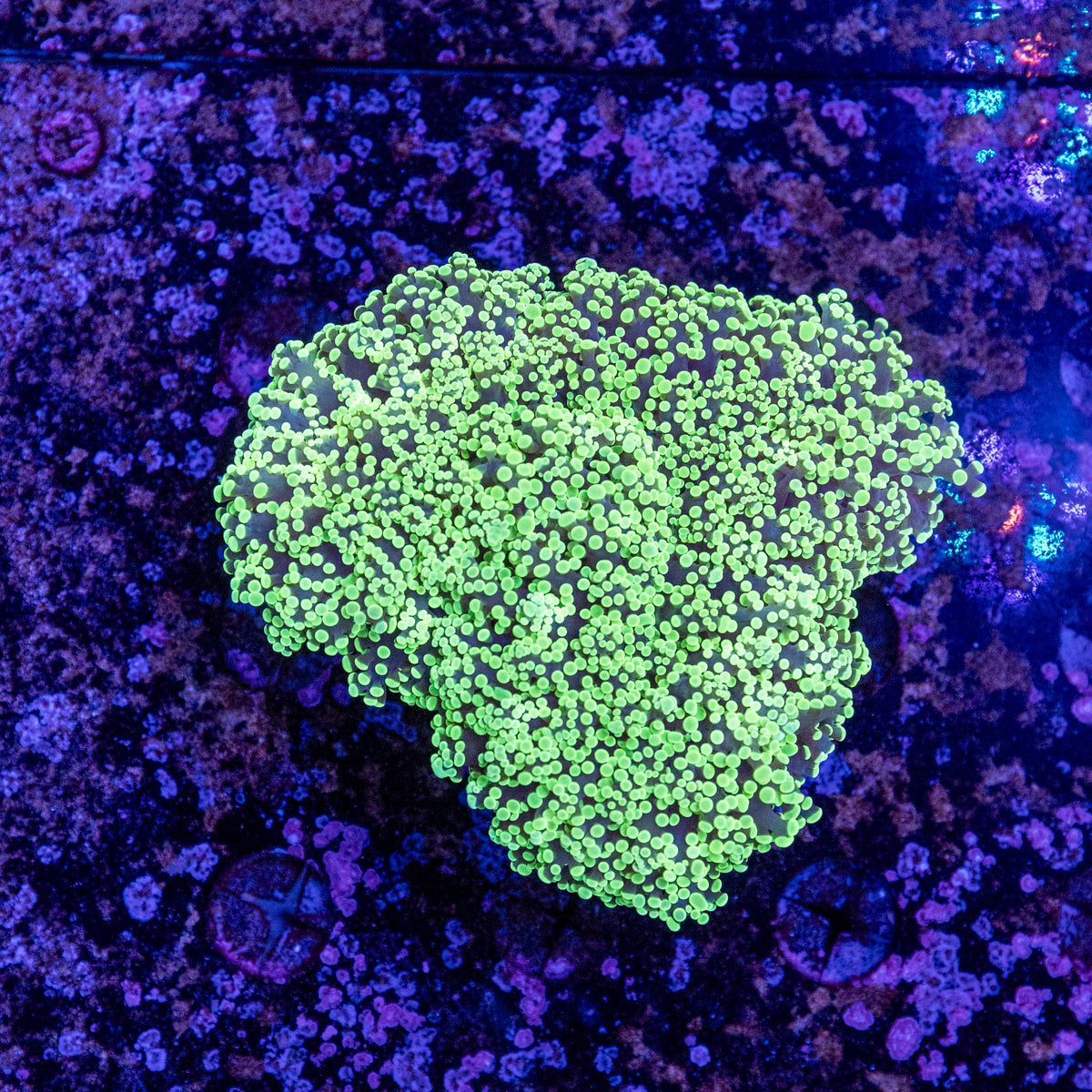 WYSIWYG Frogspawn LPS Coral