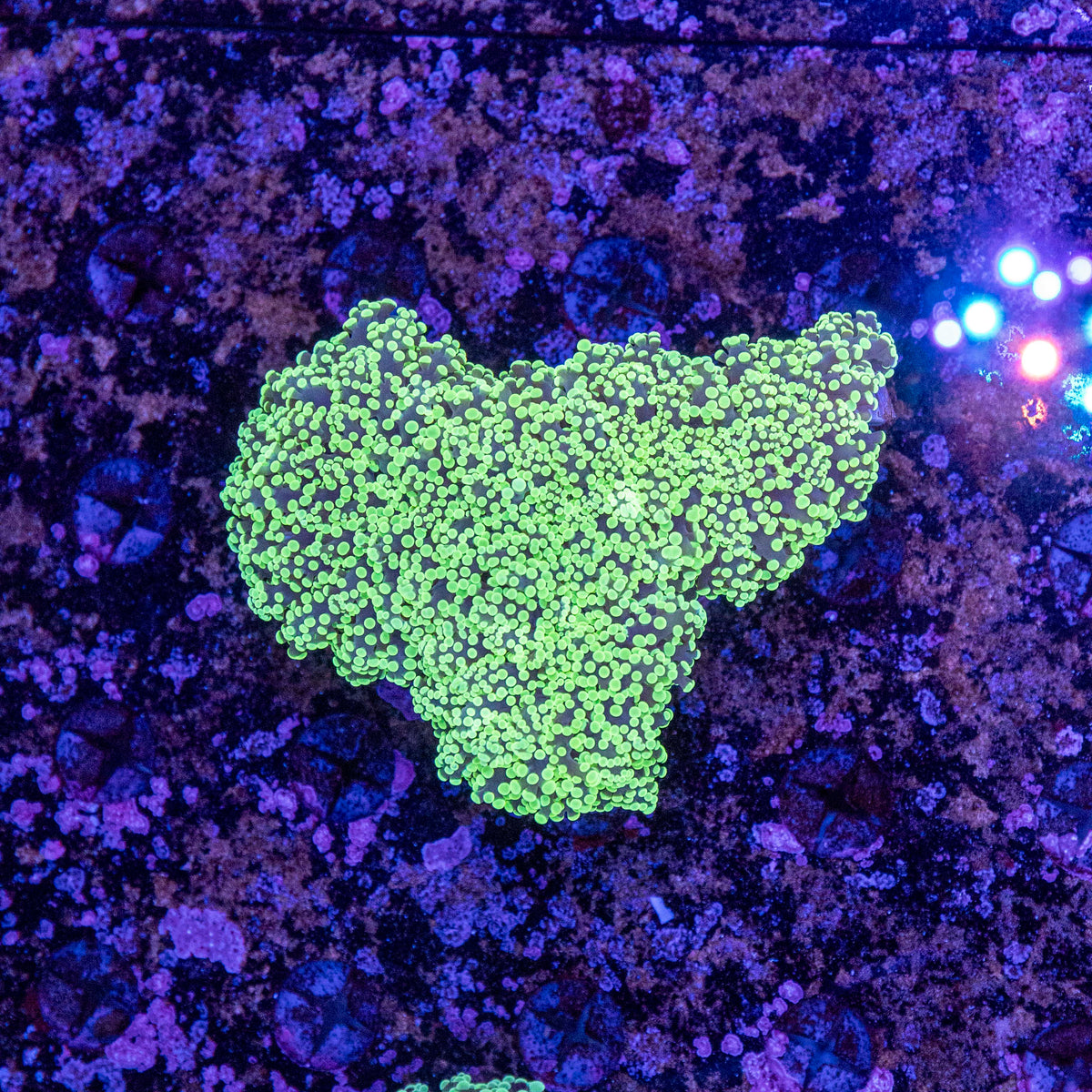 WYSIWYG Frogspawn LPS Coral