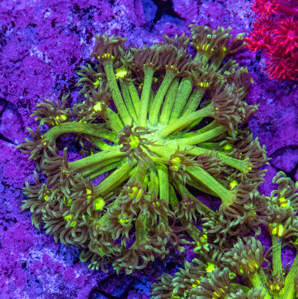 Goniopora