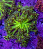 Goniopora