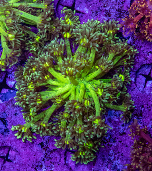 Goniopora