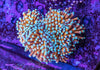 Blue Tip Gold Torch (3 Heads)