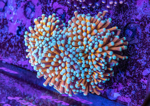 Blue Tip Gold Torch (3 Heads)