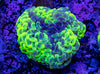 Blotchy Hammer