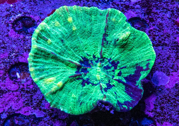 Pectinia