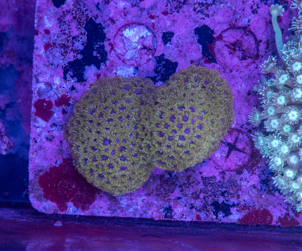Goniopora (Wild)