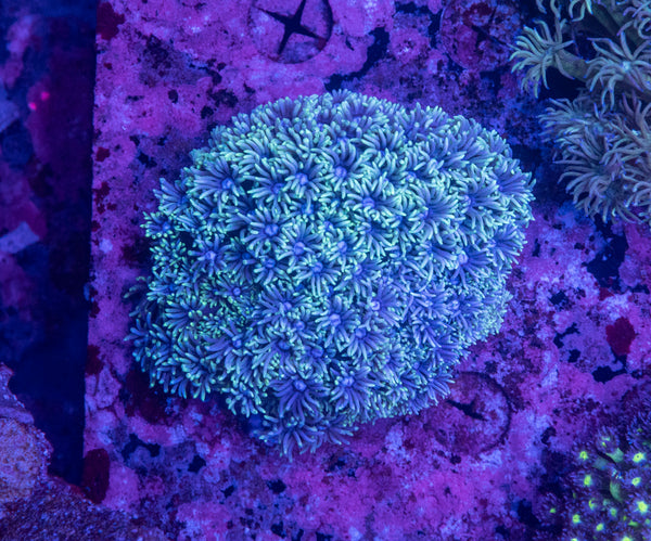 Goniopora (Wild)