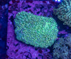 Goniopora (Wild)