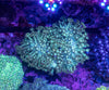 Goniopora (Wild)