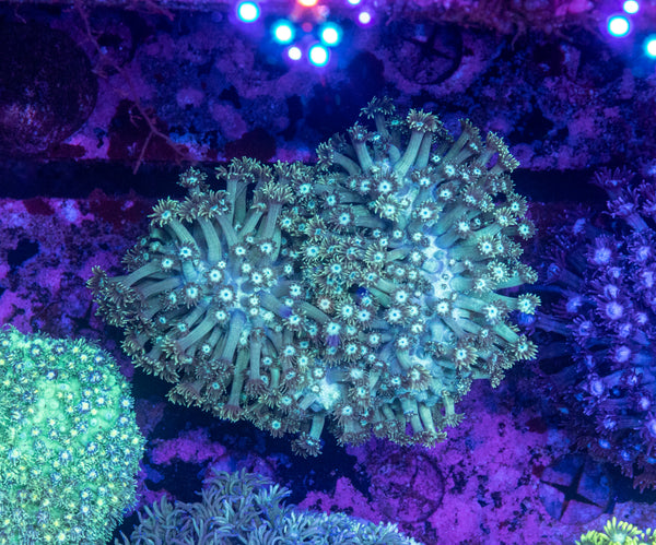 Goniopora (Wild)