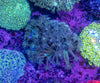 Goniopora (Wild)