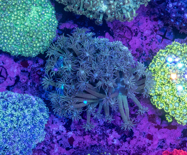 Goniopora (Wild)